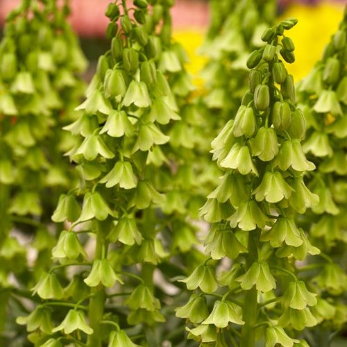 Fritillaria Persica Alba - direct online bestellen vanuit Nederland