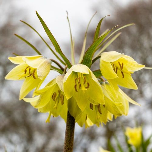 Fritillaria Raddeana - order online directly from Holland