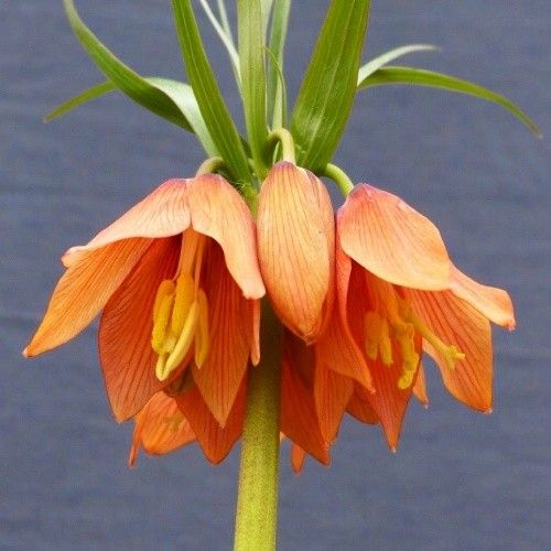 Fritillaria Satie