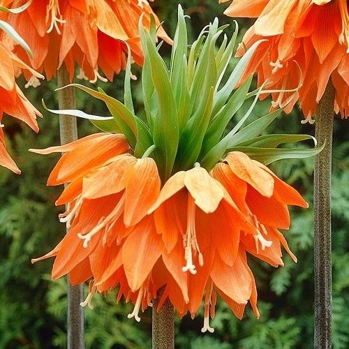 Fritillaria imperialis Aurora - zamów online bezpośrednio z Holandii