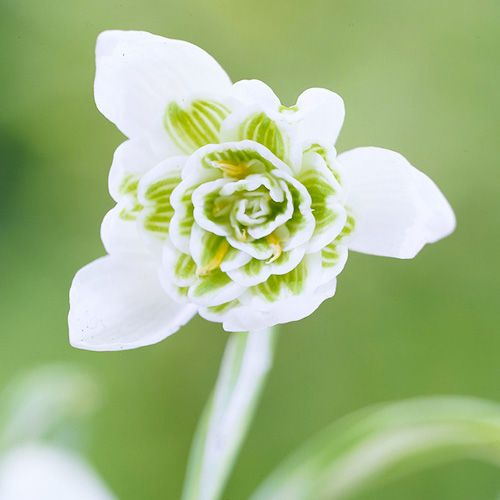 Galanthus nivalis Flore Pleno - direct online bestellen vanuit Nederland