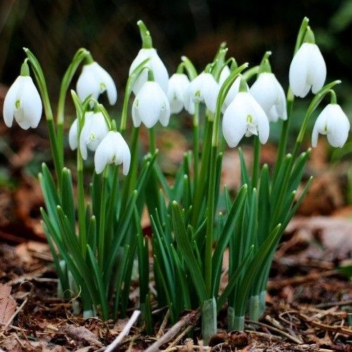 Galanthus Nivalis - order online directly from Holland