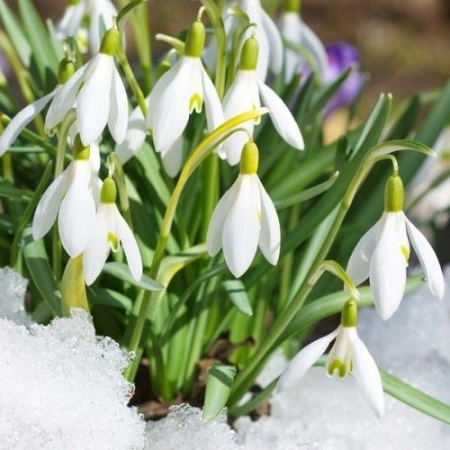 Galanthus Woronowii - order online directly from Holland