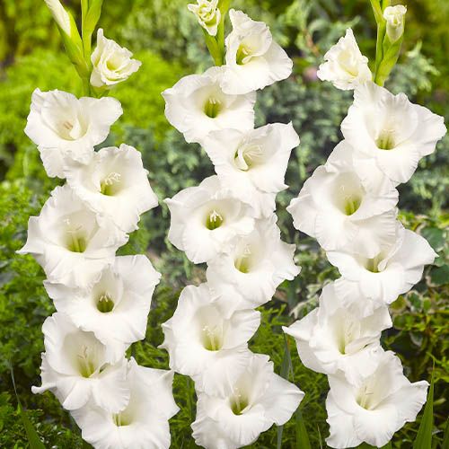 Gladiolus ALEX.THE GREAT - order online directly from Holland