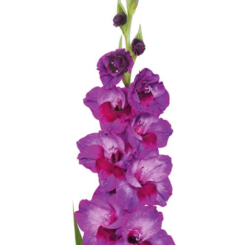 Gladiolus Alfafa - zamów online bezpośrednio z Holandii