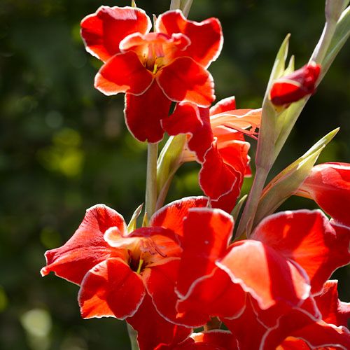 Gladiolus Atom - direct online bestellen vanuit Nederland