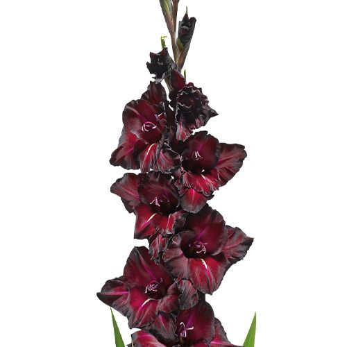 Gladiolus BLACK SEA - order online directly from Holland