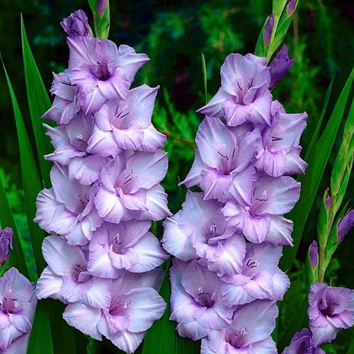 Gladiolus BLUE TROPIC - order online directly from Holland