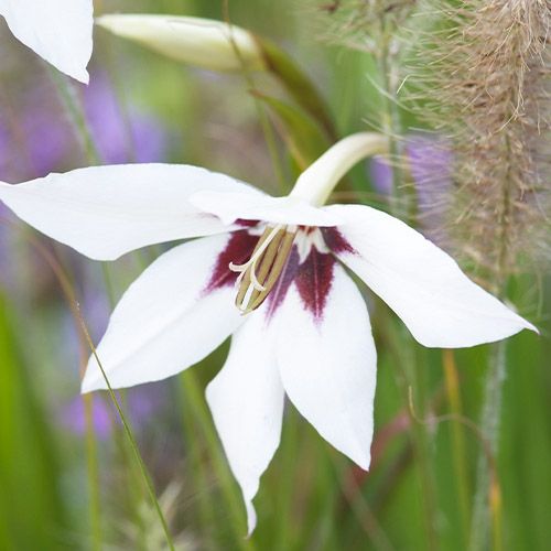 Gladiolus Murielae - direct online bestellen vanuit Nederland