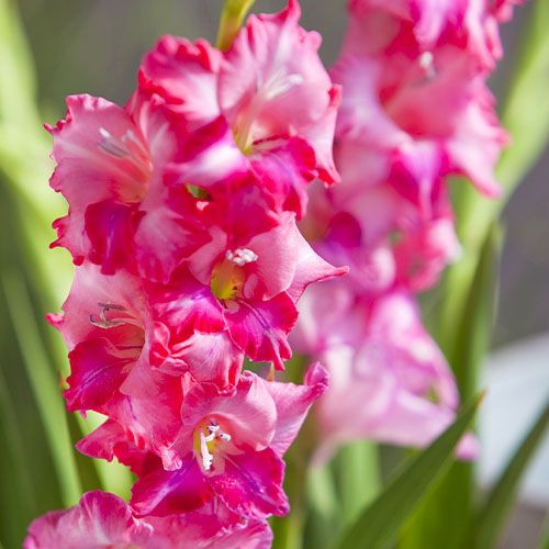 Gladiolus Charm - order online directly from Holland