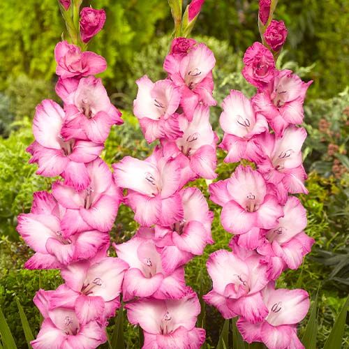 Gladiolus FADO - zamów online bezpośrednio z Holandii