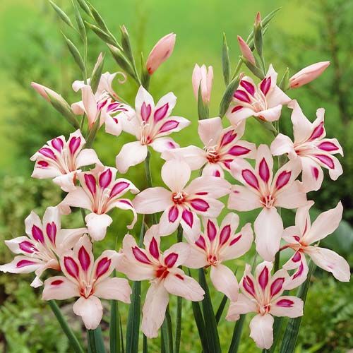 Gladiolus Impressive - direct online bestellen vanuit Nederland