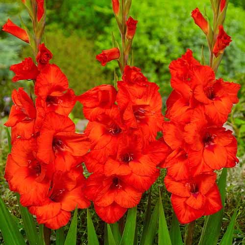 Gladiolus Magma - order online directly from Holland