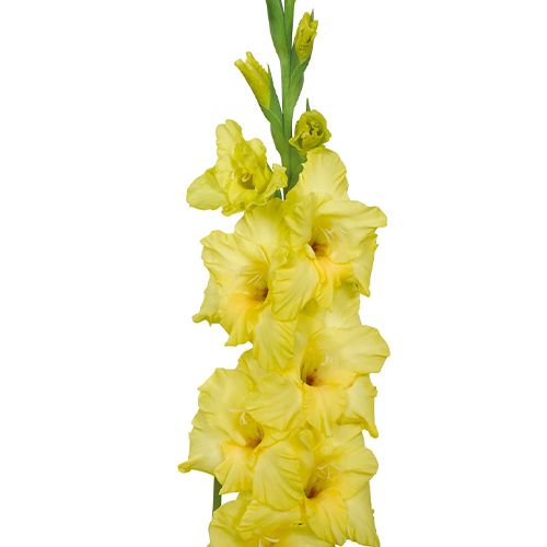 Gladiolus NOVA LUX - order online directly from Holland
