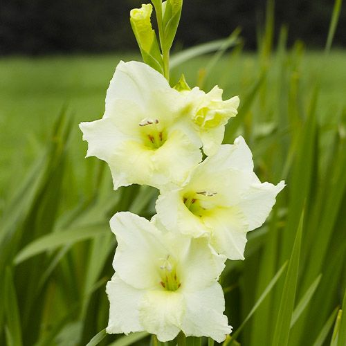 Gladiolus SPEED DATE - zamów online bezpośrednio z Holandii