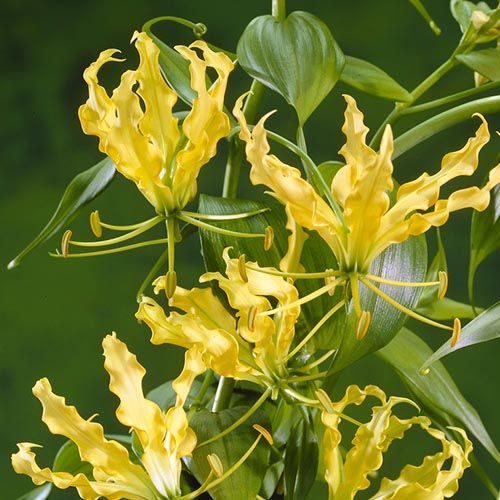 Gloriosa Lutea - order online directly from Holland