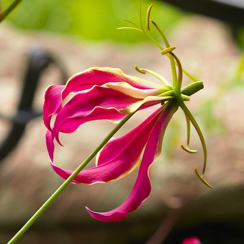 Gloriosa Rothschildiana - order online directly from Holland