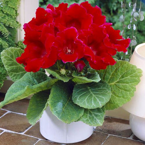 Gloxinia (Sinningia) Défiance - order online directly from Holland