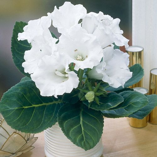 Gloxinia (Sinningia) Mont Blanc - order online directly from Holland