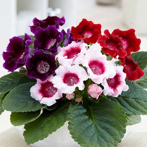 Gloxinia (Sinningia) Collection - order online directly from Holland