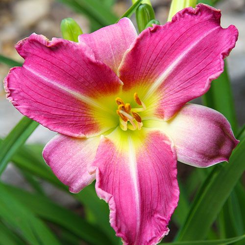 Hemerocallis (Daylily) Blue Sheen - order online directly from Holland