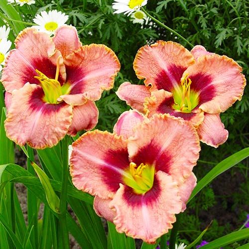 Hemerocallis (Daylily) Daring Deception - order online directly from Holland