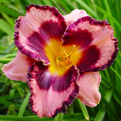 Hemerocallis (Daylily) Edge of Darkness - order online directly from Holland