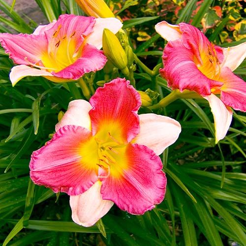 Hemerocallis (Daylily) Final Touch - order online directly from Holland