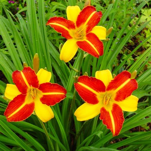 Hemerocallis (Daylily) Frans Hals - order online directly from Holland