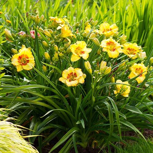 Hemerocallis (Daylily) Irresistable Charm - order online directly from Holland