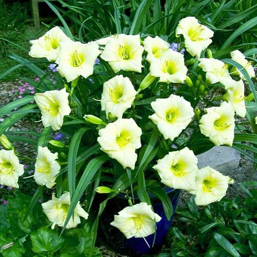 Hemerocallis (Daylily) Longfields Pearl - order online directly from Holland