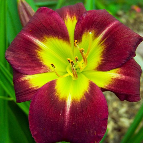 Hemerocallis (Daylily) Night Beacon - order online directly from Holland