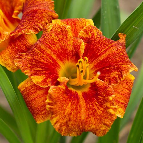 Hemerocallis (Daylily) Spacecoast Freaky Tiki - order online directly from Holland