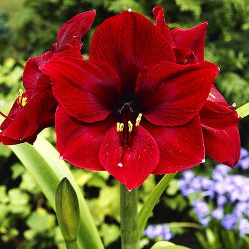 Hippeastrum Arabian Night - order online directly from Holland