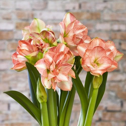 Amaryllis (Hippeastrum) Beautiful Emotion - order online directly from Holland