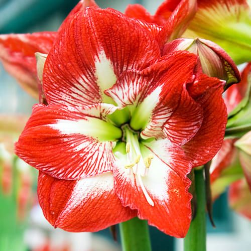 Hippeastrum sonatini Eyecatcher - order online directly from Holland