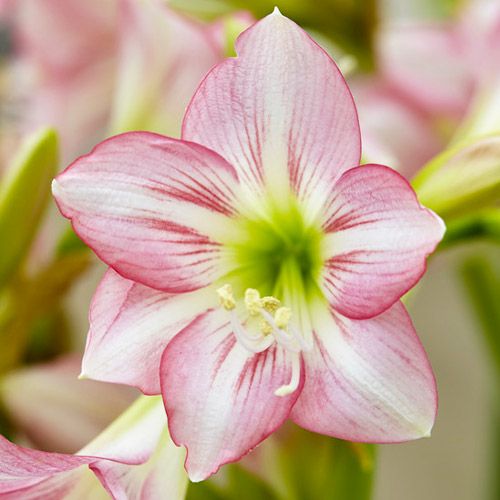 Hippeastrum sonatini Pink Rascal - order online directly from Holland