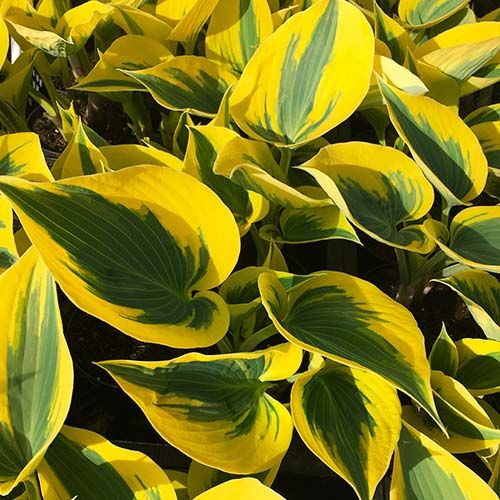Hosta Autumn Frost - order online directly from Holland