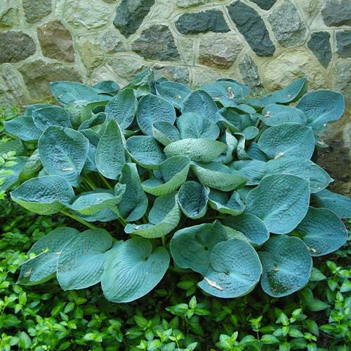 Hosta Big Daddy - order online directly from Holland