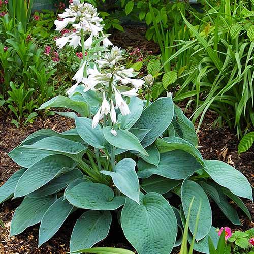 Hosta Big Mama - order online directly from Holland