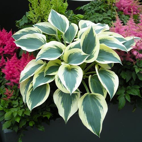 Hosta Blue Ivory - order online directly from Holland