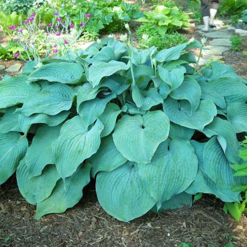 Hosta Blue Mammoth - order online directly from Holland