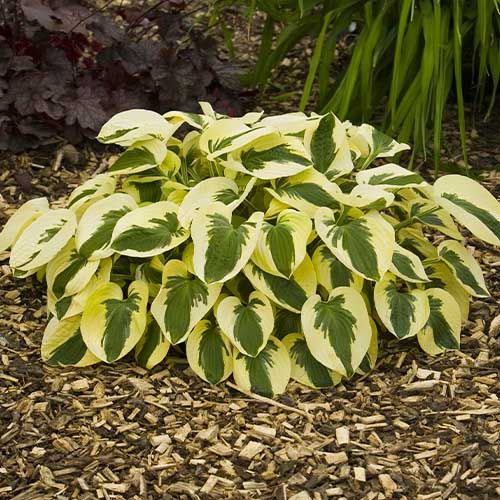 Hosta Brim Cup - order online directly from Holland