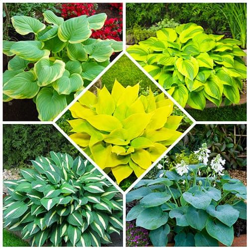 Hosta Budget Collection - order online directly from Holland