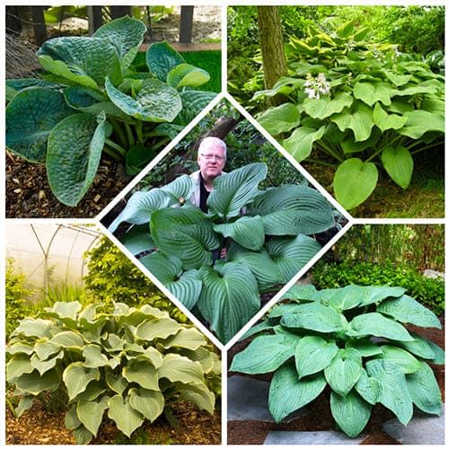 Hosta Giant Collection - order online directly from Holland