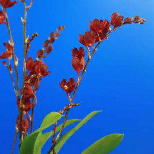 Howeara (Orchid) Red