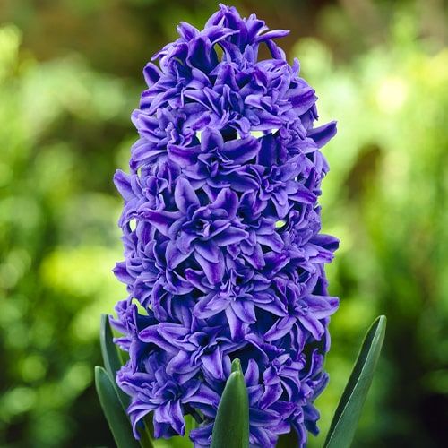 Hyacinth (double flowering) Crystal Palace - order online directly from Holland