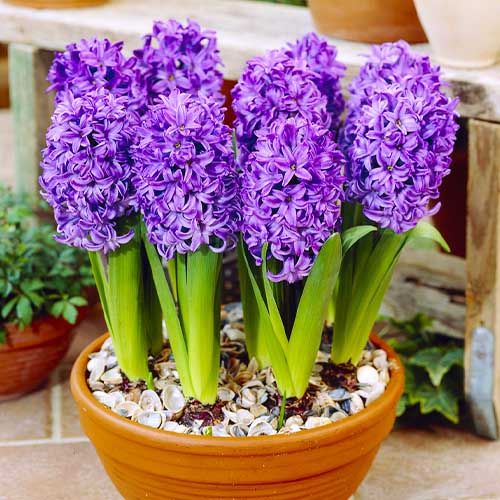 Hyacinth Atlantic - bestil online direkte fra Holland