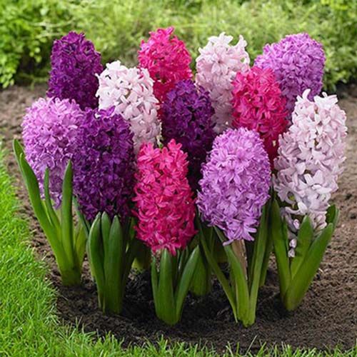 Hyacinth Berries Collection - order online directly from Holland