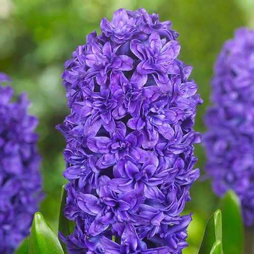 Hyacint (Dubbel flowering) Manhattan - direct online bestellen vanuit Nederland